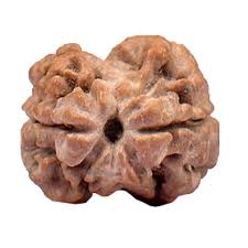 2 Face Rudraksha