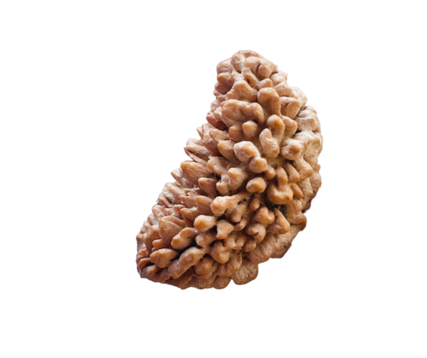 1 Face Rudraksha