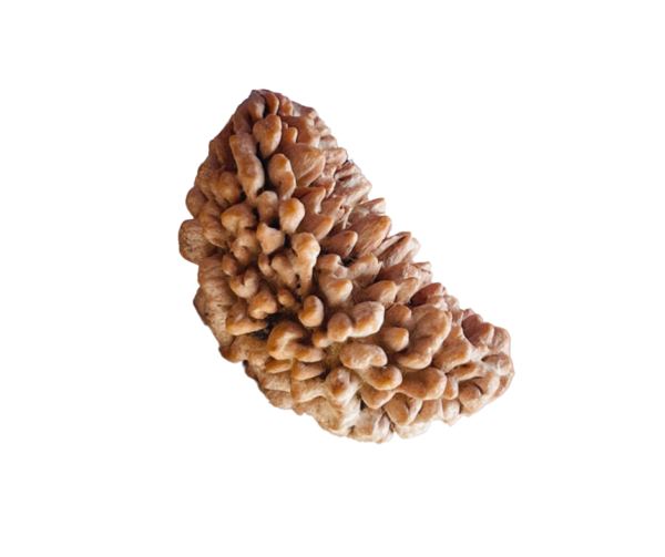 1 Face Rudraksha - Image 2
