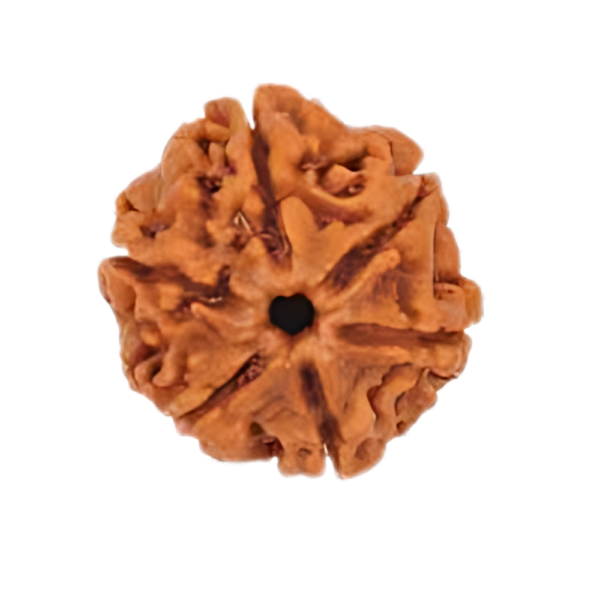 7 Face Nepali Rudraksha